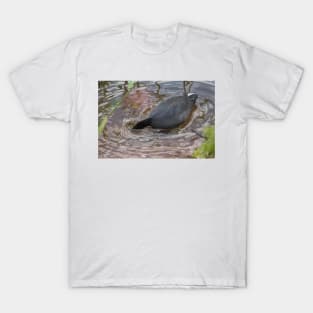 Hawaiian coot 3 T-Shirt